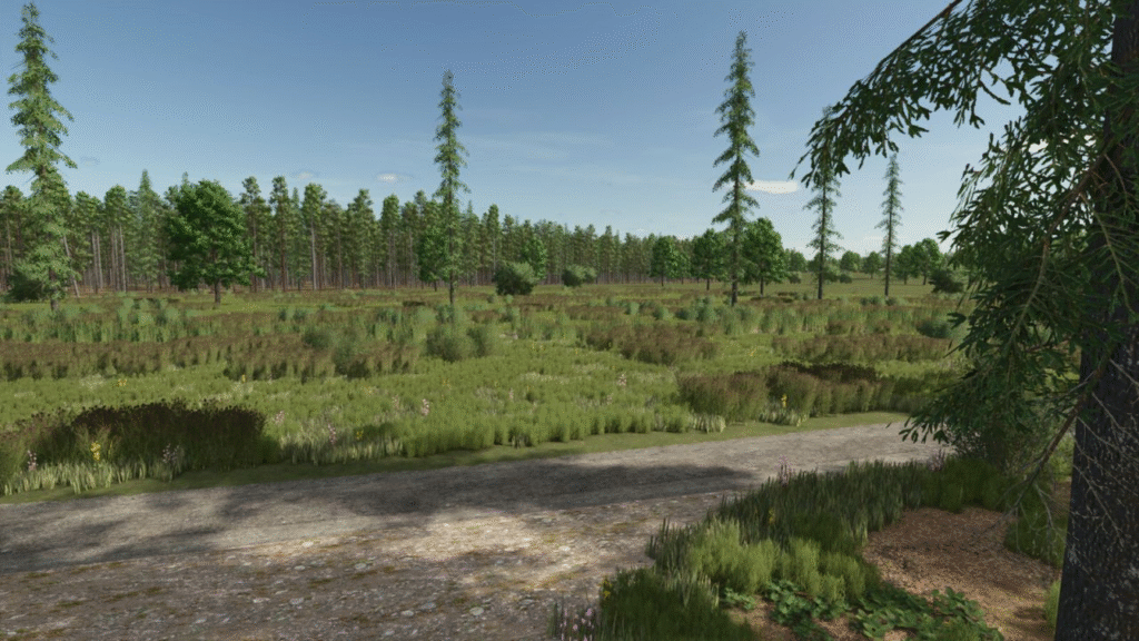 image-533-1024x576 Sunshine Forest