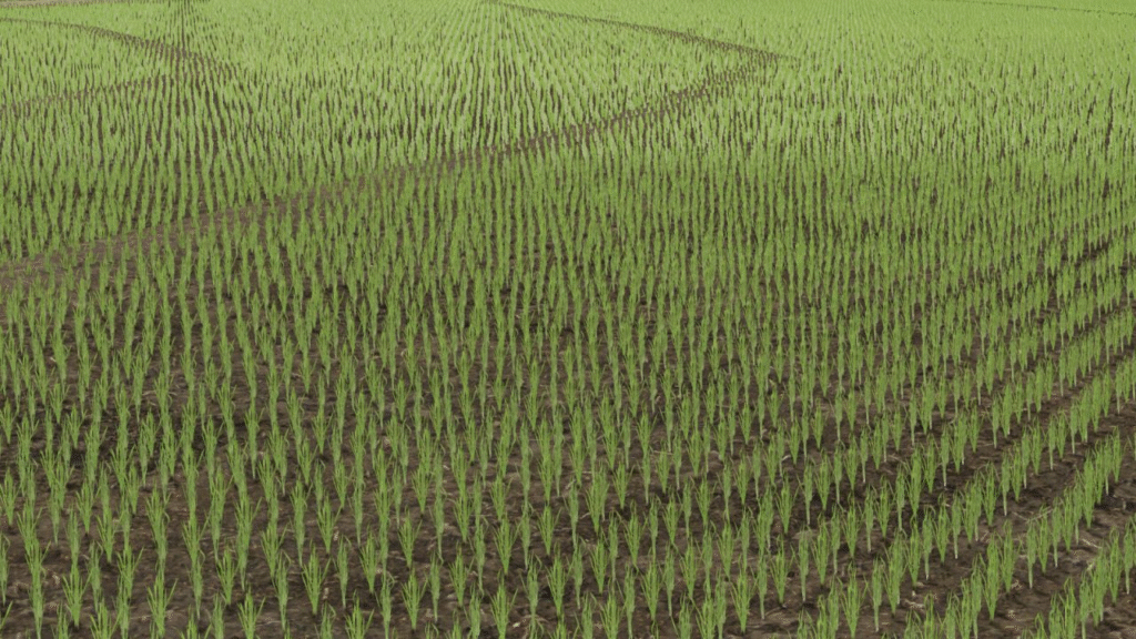image-1243-1024x576 Rice Fields SA