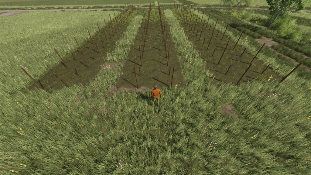 image-1057-1024x576 Narrow Vines And Olives (2 And 2.50)